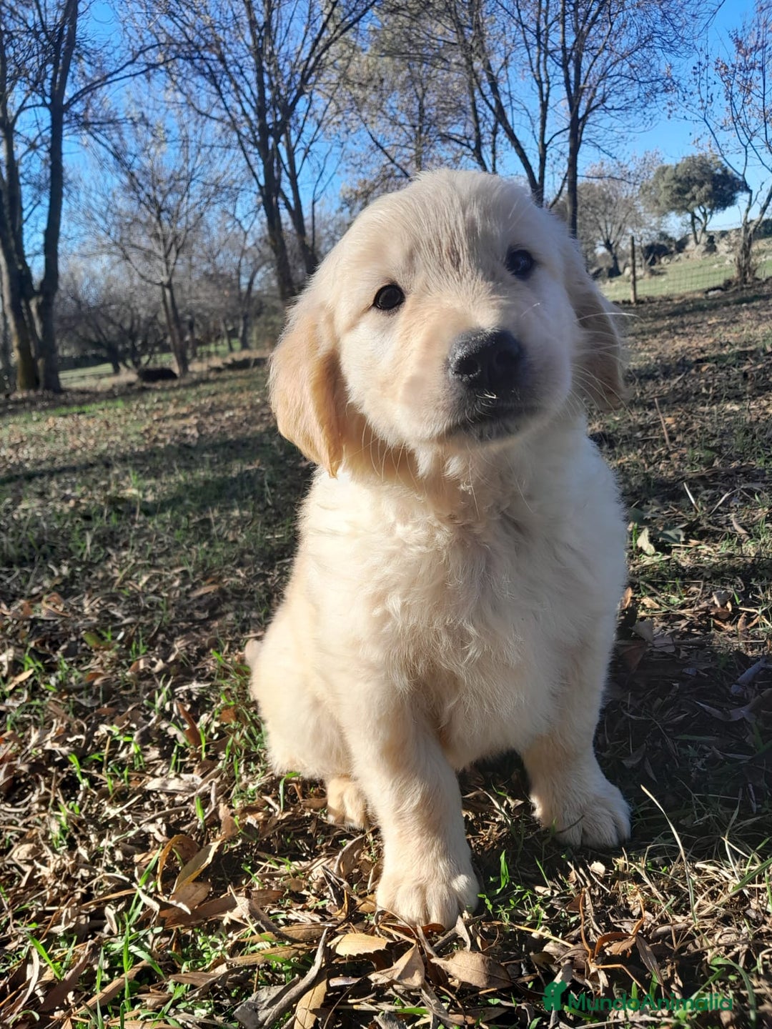 Golden Retriever perros en venta: Camadas de Golden - Imagen 6