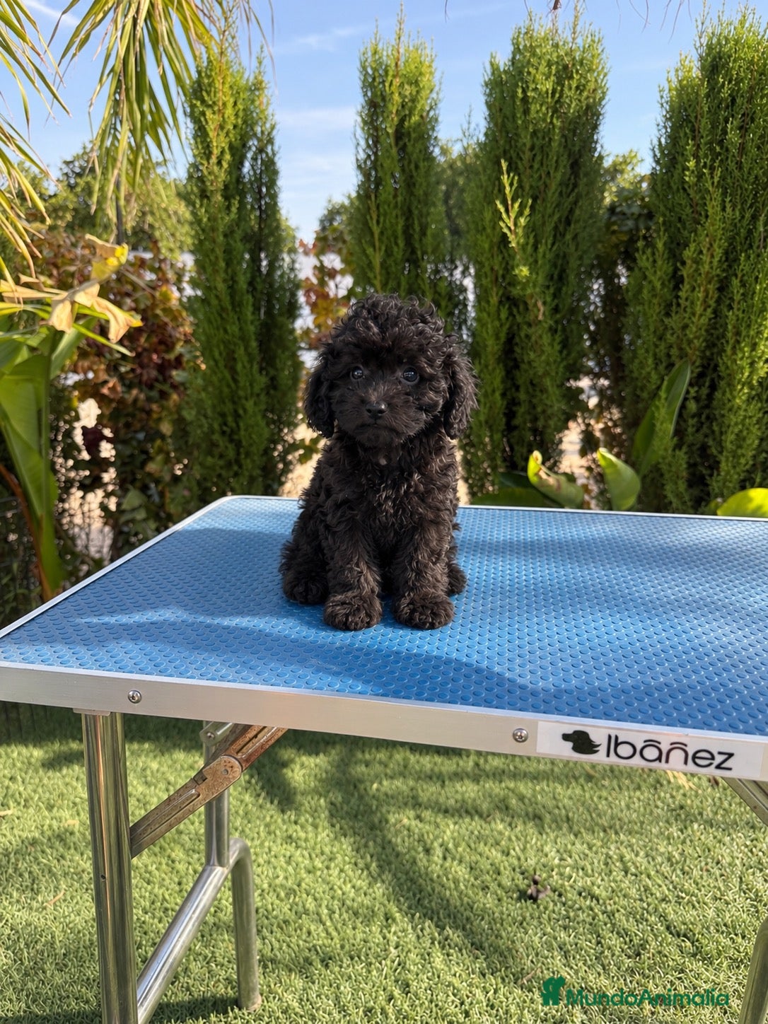 Caniche Toy perros en venta: Caniche toy negro hembra  - Anuncio 1