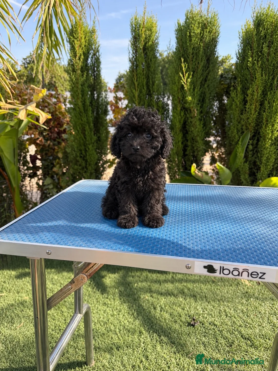 Caniche Toy perros en venta: Caniche toy negro hembra  - Anuncio 1