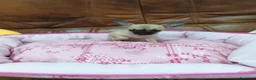 Chihuahua perros en venta: CHIHUAHUA TOY  - Anuncio 5