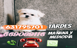 Teckel Miniatura perros en venta: Teckel miniatura exóticos lilac y arlequín 🐾🌈 - Imagen 5