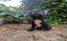 Chihuahua perros en venta: Chihuahua macho cabeza de manzana - Imagen 5