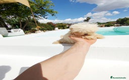 Bichón Maltés perros en venta: Bichón maltés toy  - Imagen 2