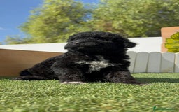 Perro de Agua Español perros en venta: PERRO DE AGUA ESPAÑOL HEMBRA - Imagen 26