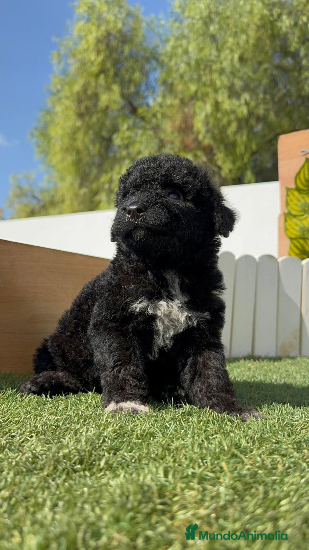 Perro de Agua Español perros en venta: PERRO DE AGUA ESPAÑOL HEMBRA - Imagen 26