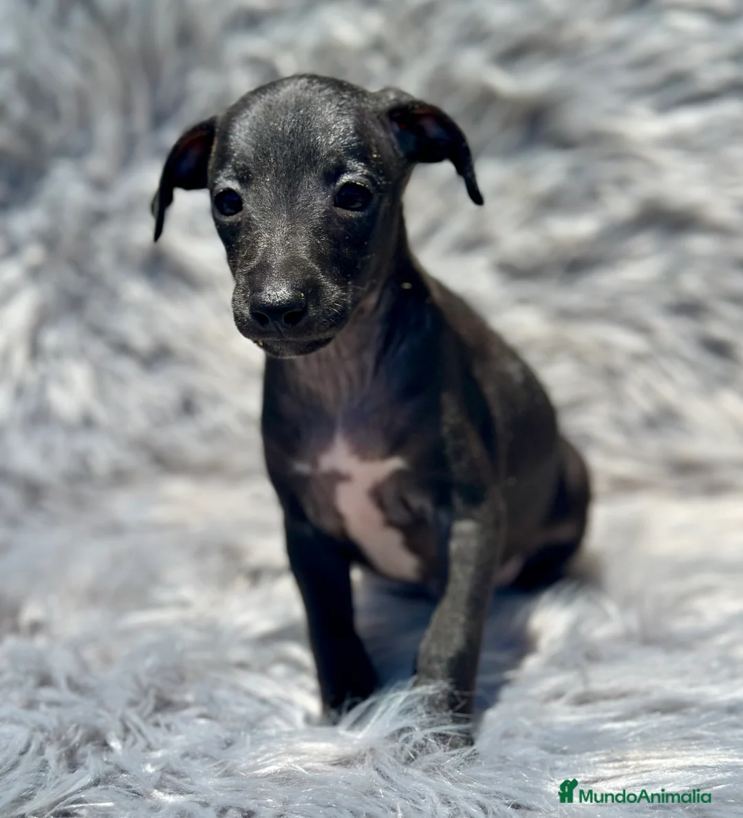 Pequeño Lebrel Italiano perros en venta: PICCOLO ITALIANO NEGROS - Anuncio 3