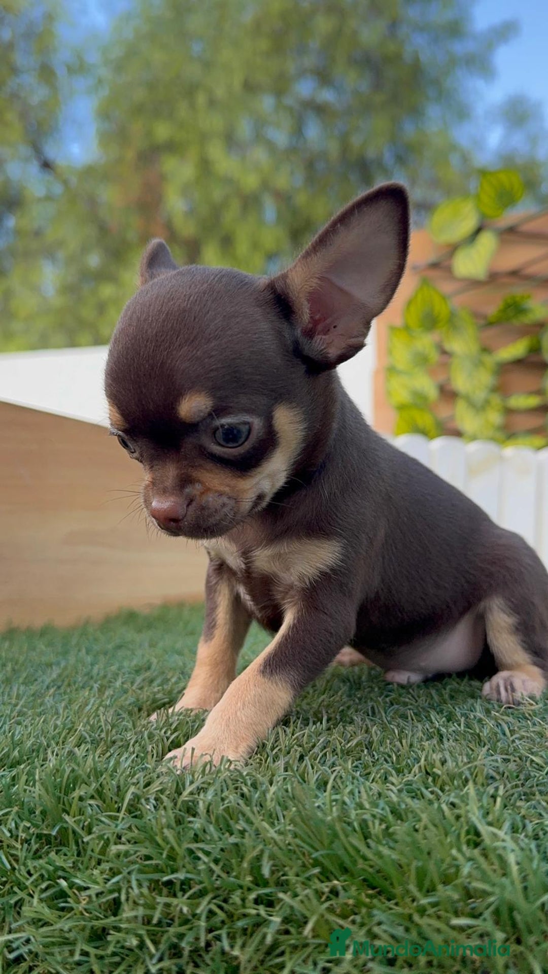 Chihuahua perros en venta: CHIHUAHUA MACHO - Imagen 9
