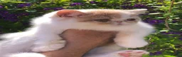 Persa gatos en venta: Persa exotico - Anuncio 3