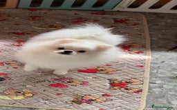 Pomerania perros en venta: Precioso macho  pomerania - Imagen 1