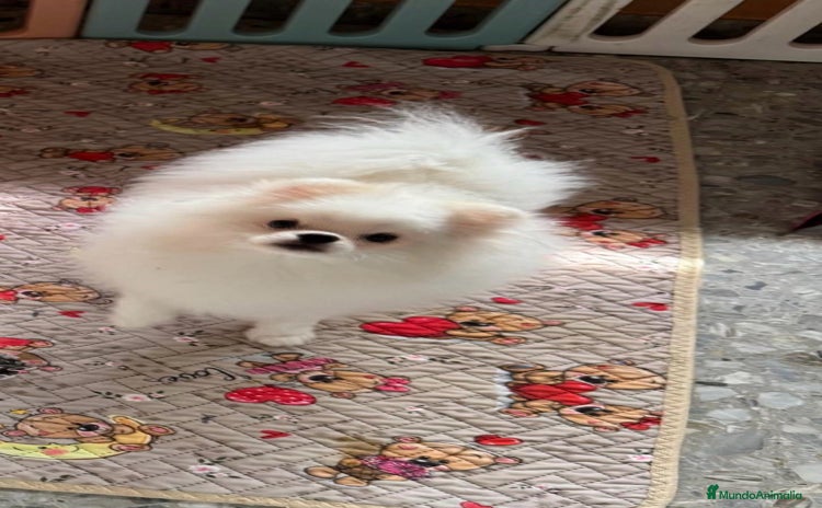 Pomerania perros - Propaganda 12