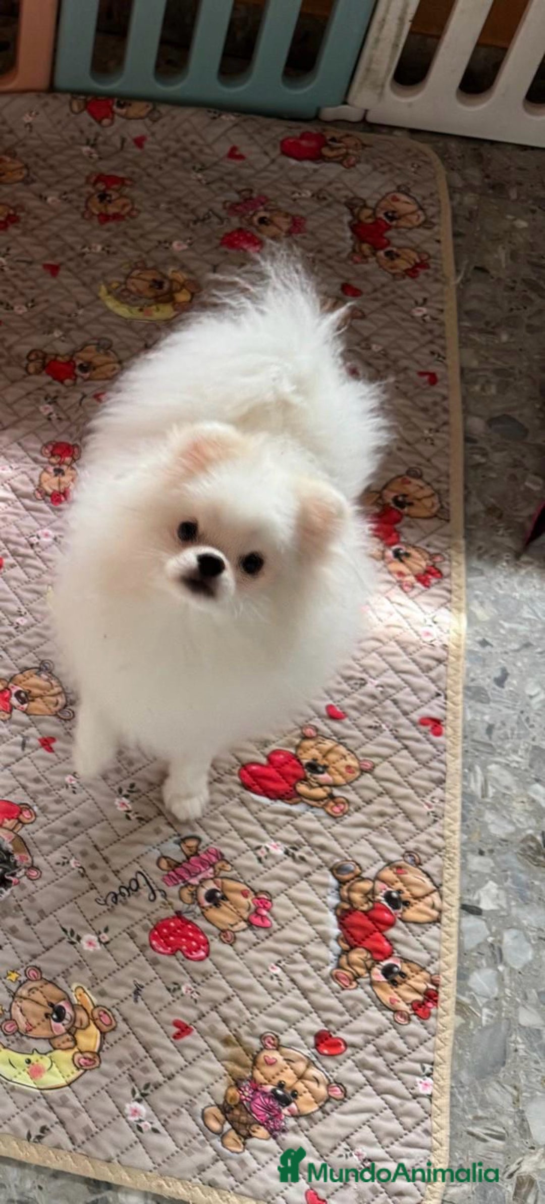 Pomerania perros en venta: Precioso macho  pomerania - Imagen 1