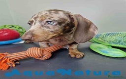 Teckel Miniatura perros en venta: Teckel Hembra DCD 5758 AQUANATURA - Imagen 9