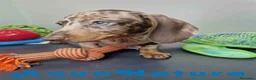 Teckel Miniatura perros en venta: Teckel Hembra DCD 5758 AQUANATURA - Anuncio 9