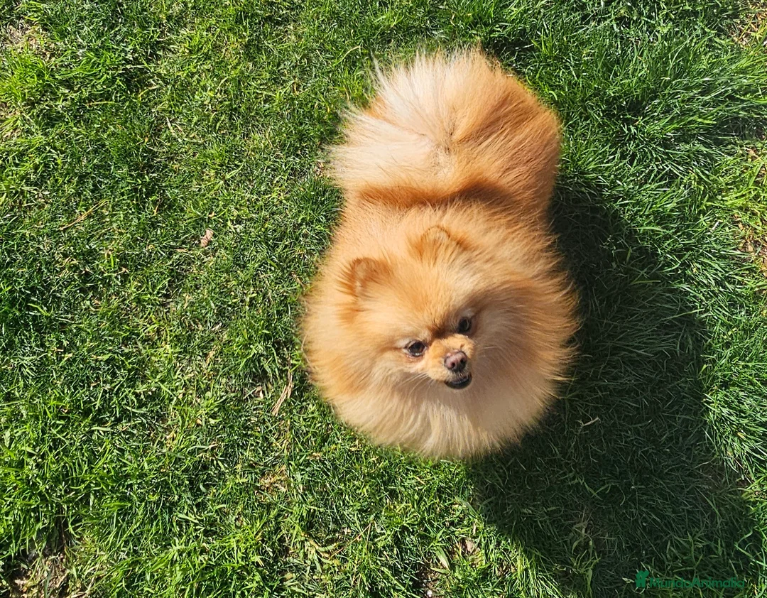 Pomerania perros en venta: POMERANIA JOVEN GEN MERLE - Anuncio 4