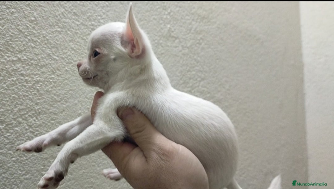Chihuahua perros en venta: Chihuahua toy - Anuncio 2