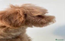 Raza Mixta perros en venta: Último caniche papá toy mamá enana - Imagen 5