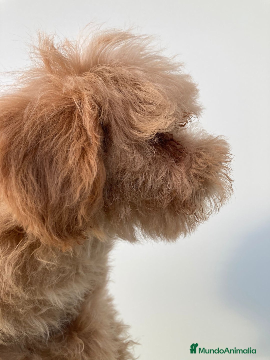 Raza Mixta perros en venta: Último caniche papá toy mamá enana - Imagen 5