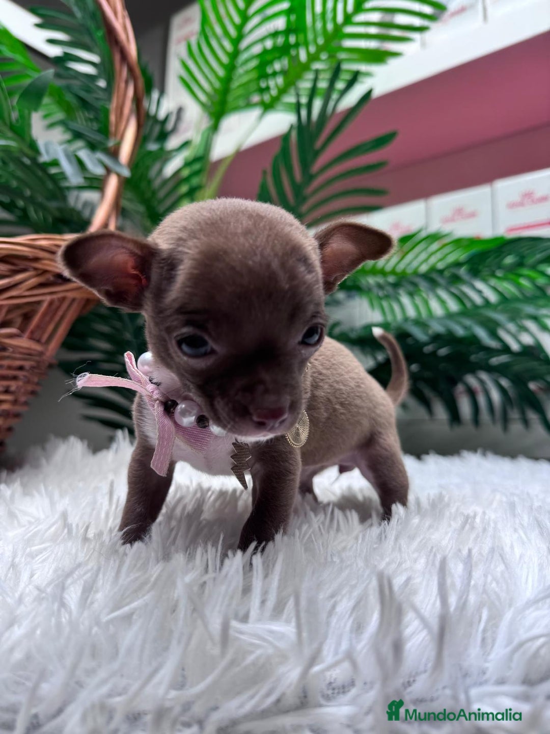 Chihuahua perros en venta: CHIHUAHUA HEMBRA - Anuncio 4