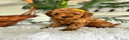 Caniche Toy perros en venta: CANCIHE ROJO - Anuncio 14