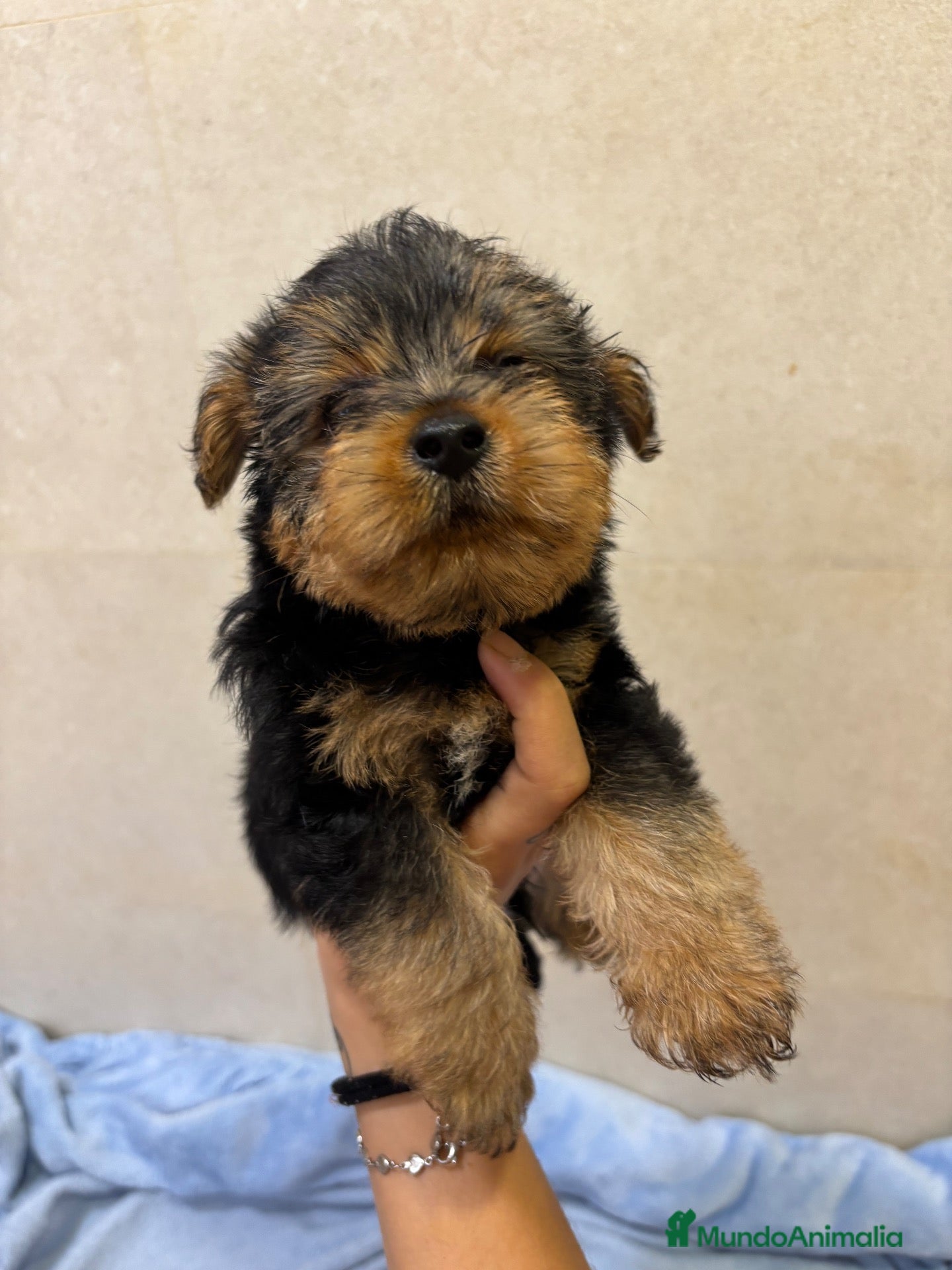 Yorkshire Terrier perros Yorkshire toy - Anuncio 1