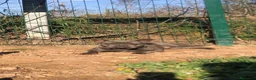 Bulldog Francés perros en venta: BULLDOG BLUE EN ADOPCIÓN  - Anuncio 1