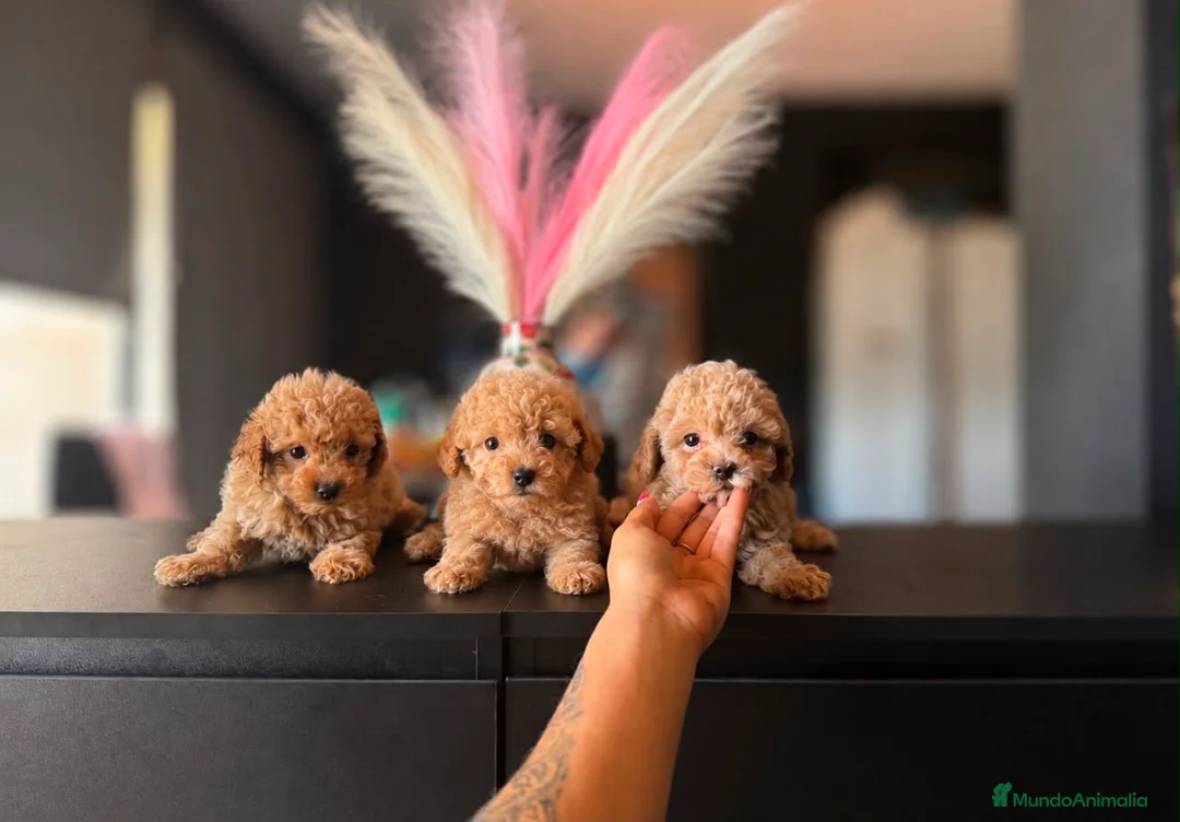 Caniche Toy perros en venta: Caniche crema - Anuncio 1