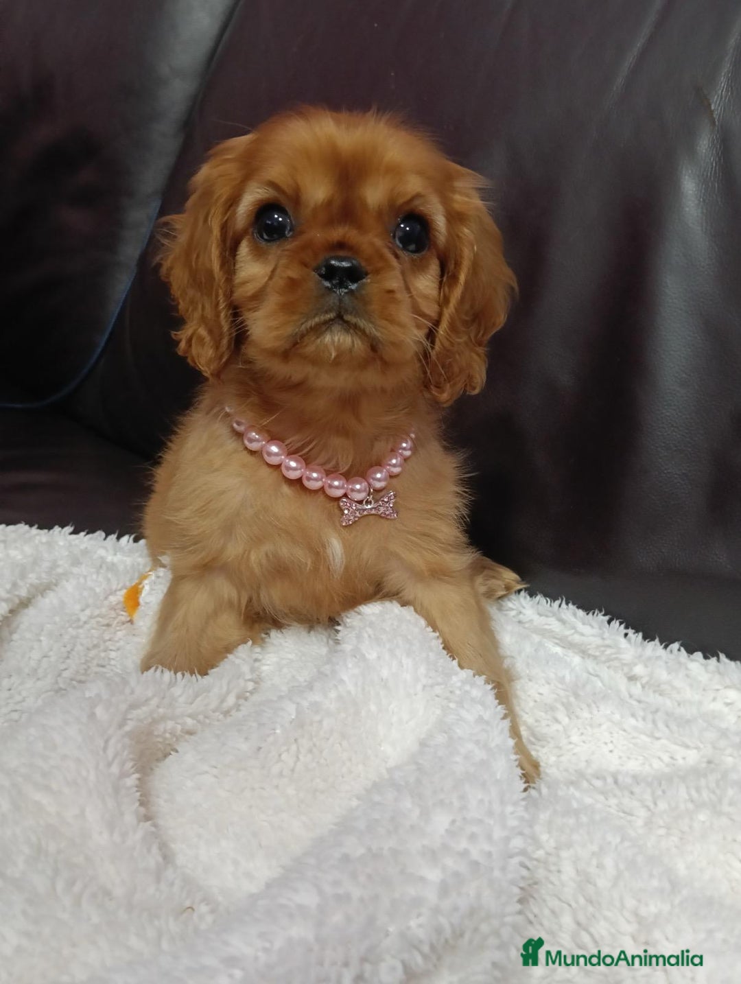 Cavalier King Charles Spaniel perros en venta: Cavalier hembra ruby  - Anuncio 4