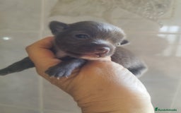 Chihuahua perros en venta: CHIHUAHUAS BLUE TOYS - Imagen 9