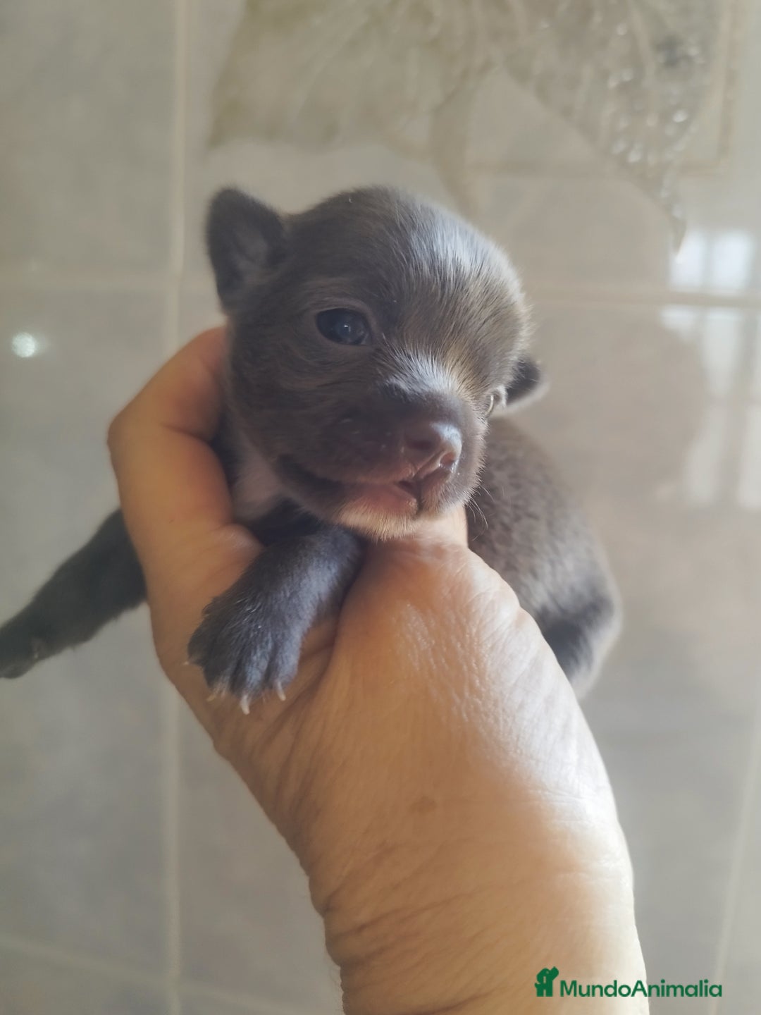 Chihuahua perros en venta: CHIHUAHUAS BLUE TOYS - Imagen 9