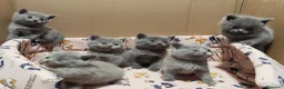 Británico de Pelo Corto Azul gatos en venta: British Shorthair  - Anuncio 4