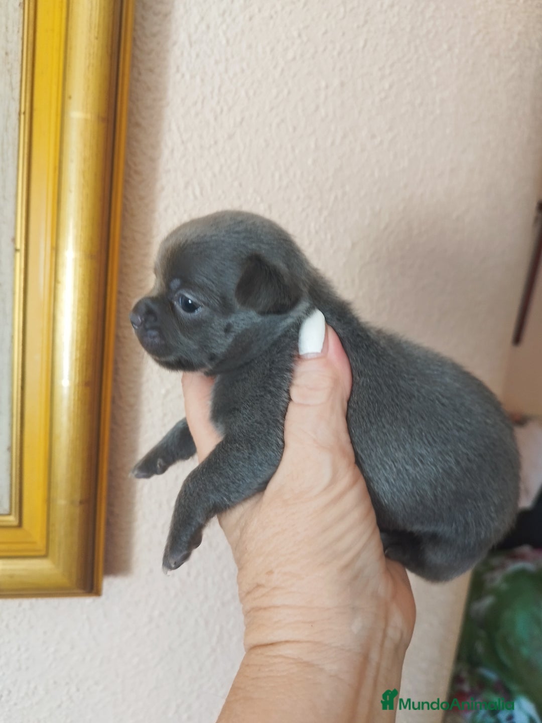 Chihuahua perros en venta: CHIHUAHUAS TOYS BLUE  - Imagen 5