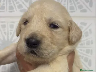 Golden Retriever perros Golden Retriever - Anuncio 8