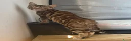 Bengalí gatos en venta: Gata Bengalí – Alta Genética y Crianza Premium - Anuncio 14