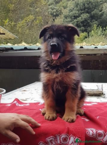 Pastor Alemán perros Cachorros de Pastor Alemán - Anuncio 2