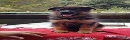 Pastor Alemán perros en venta: Cachorros de Pastor Alemán - Anuncio 2