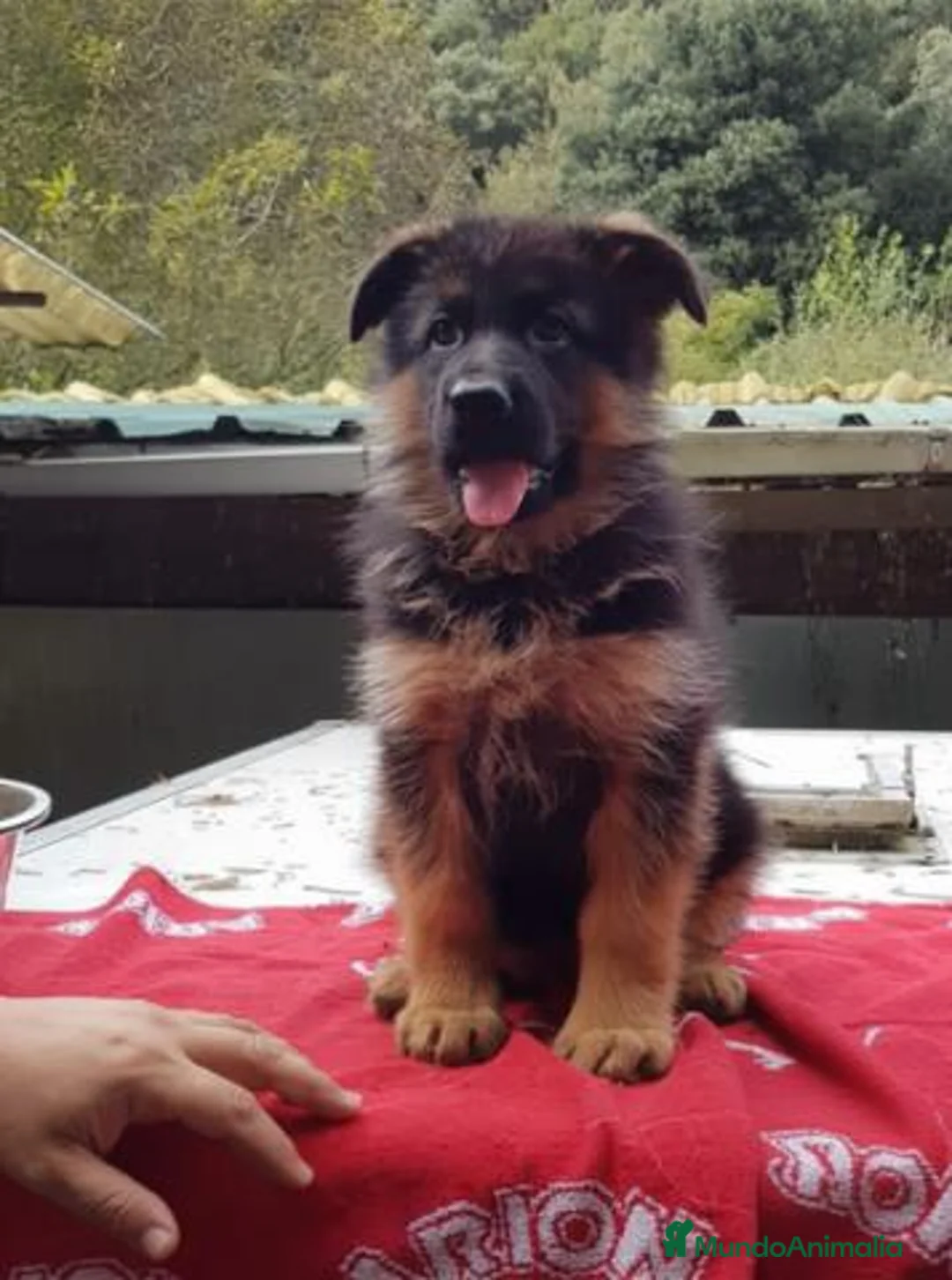 Pastor Alemán perros en venta: Cachorros de Pastor Alemán - Anuncio 2