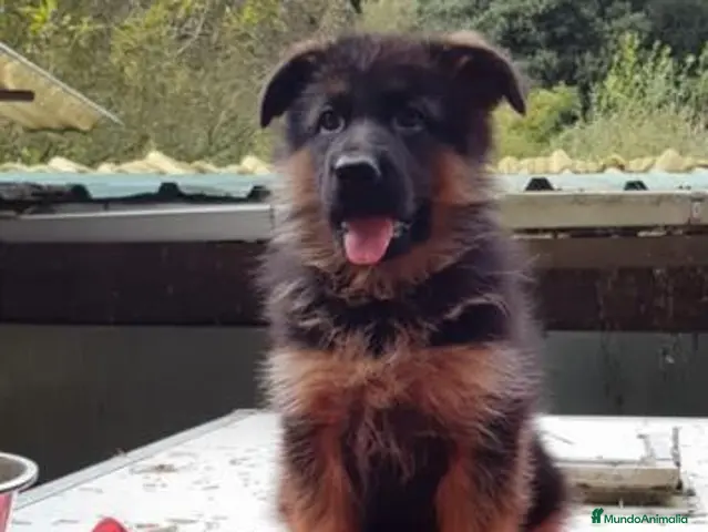 Pastor Alemán perros Cachorros de Pastor Alemán - Anuncio 2