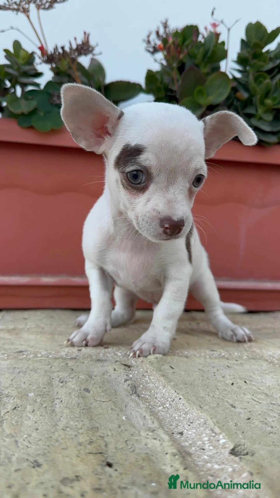 Chihuahua perros en venta: CHIHUAHUA - Anuncio 2