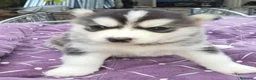 Husky Siberiano perros en venta: ‼️‼️husky siberianos padres importados de rusia  - Anuncio 1