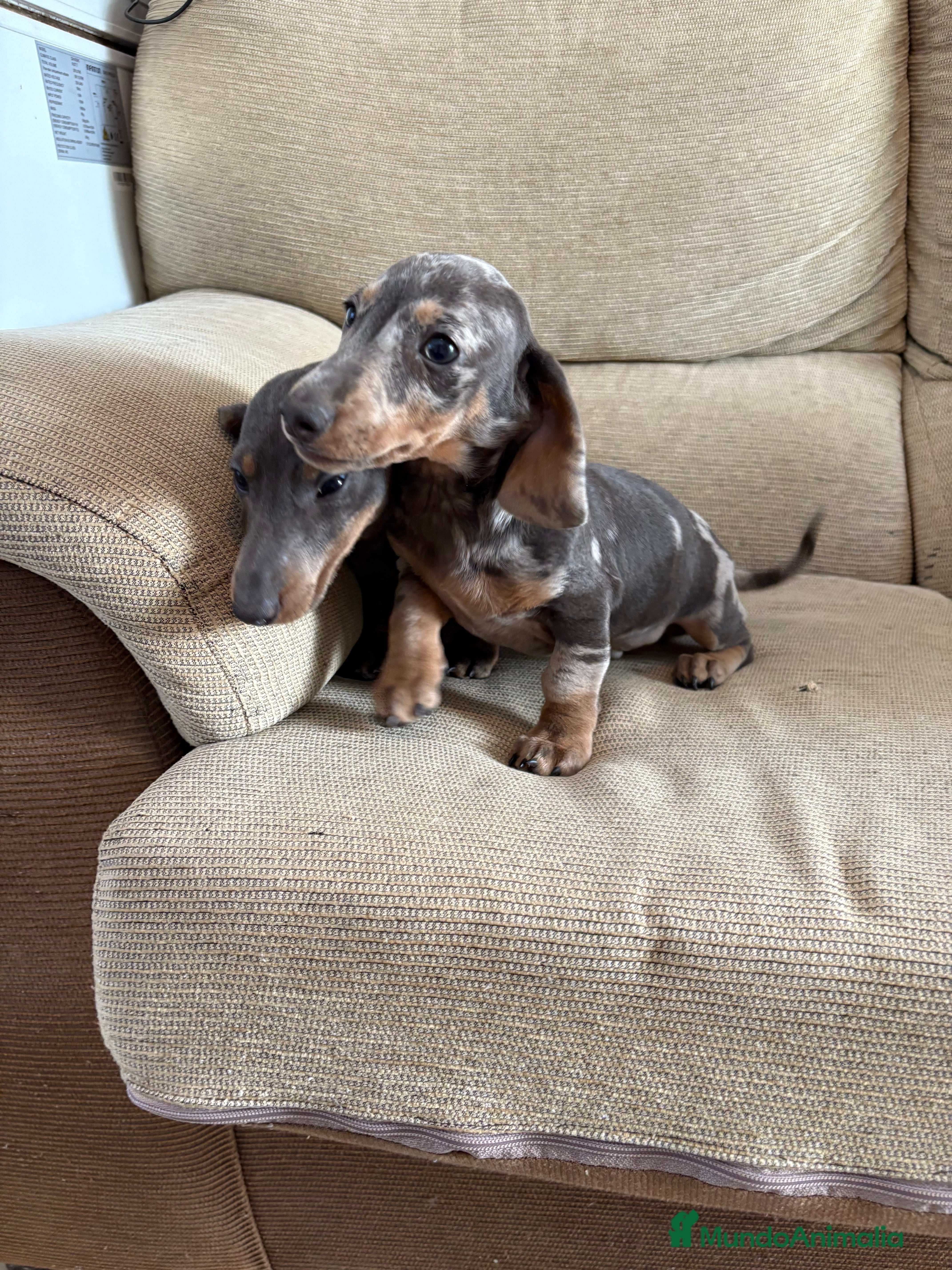 Teckel Miniatura perros Teckels mini  - Anuncio 1