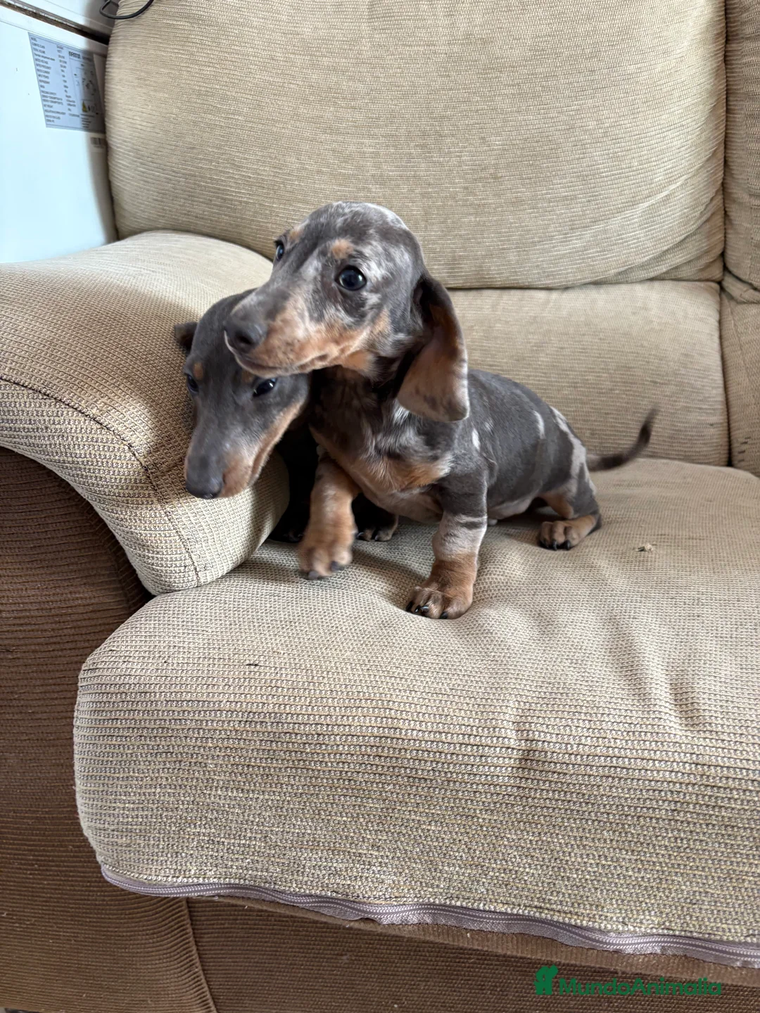 Teckel Miniatura perros en venta: Teckels mini  - Anuncio 1