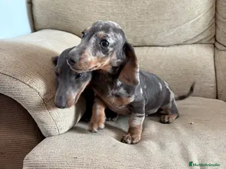 Teckel Miniatura perros Teckels mini - Anuncio 1