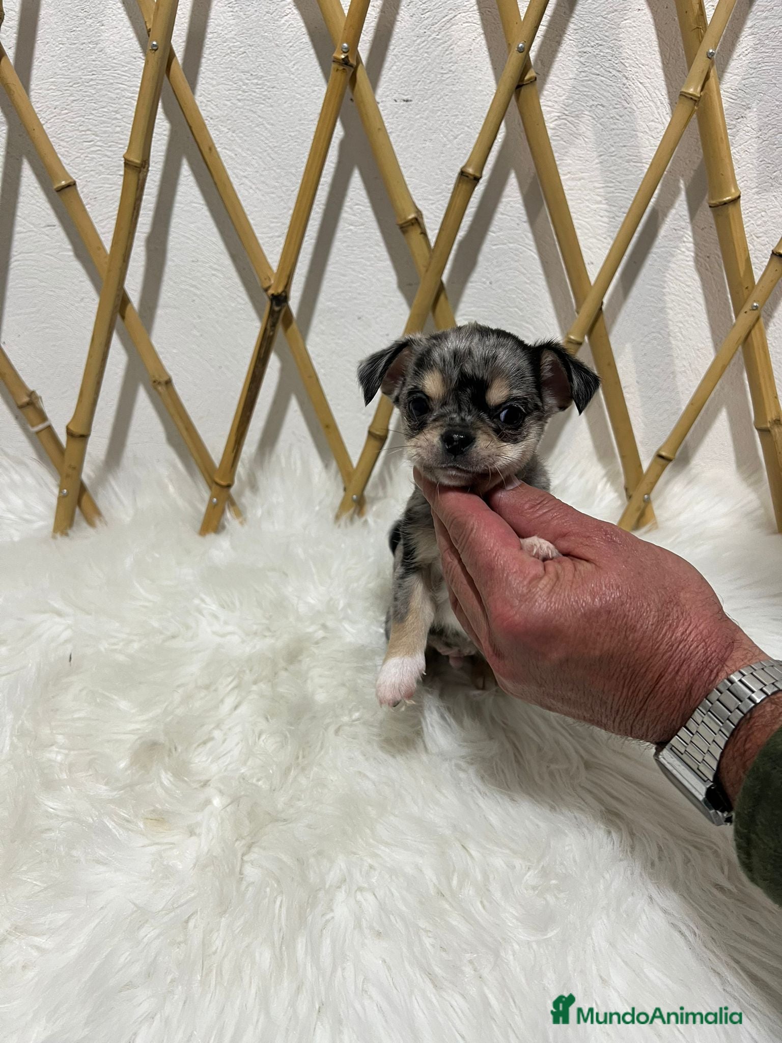 Chihuahua perros CHIHUAHUA MINI TOY EXÓTICO - Anuncio 16