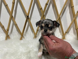 Chihuahua perros CHIHUAHUA MINI TOY EXÓTICO - Anuncio 7