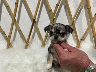 Chihuahua perros CHIHUAHUA MINI TOY EXÓTICO - Anuncio 20