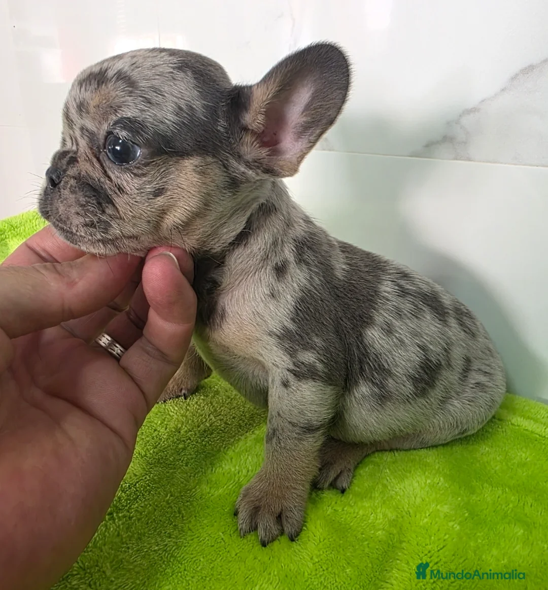 Bulldog Francés perros en venta: Bulldog calidad  - Anuncio 1
