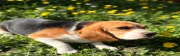 Beagle perros en venta: Beagle en adopción  - Anuncio 4