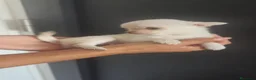 Chihuahua perros en venta: Chihuahua Toy miniatura hembra Blanca crema - Anuncio 17