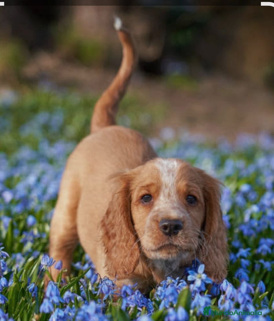 Cocker Spaniel Americano perros Cocker  - Anuncio 2