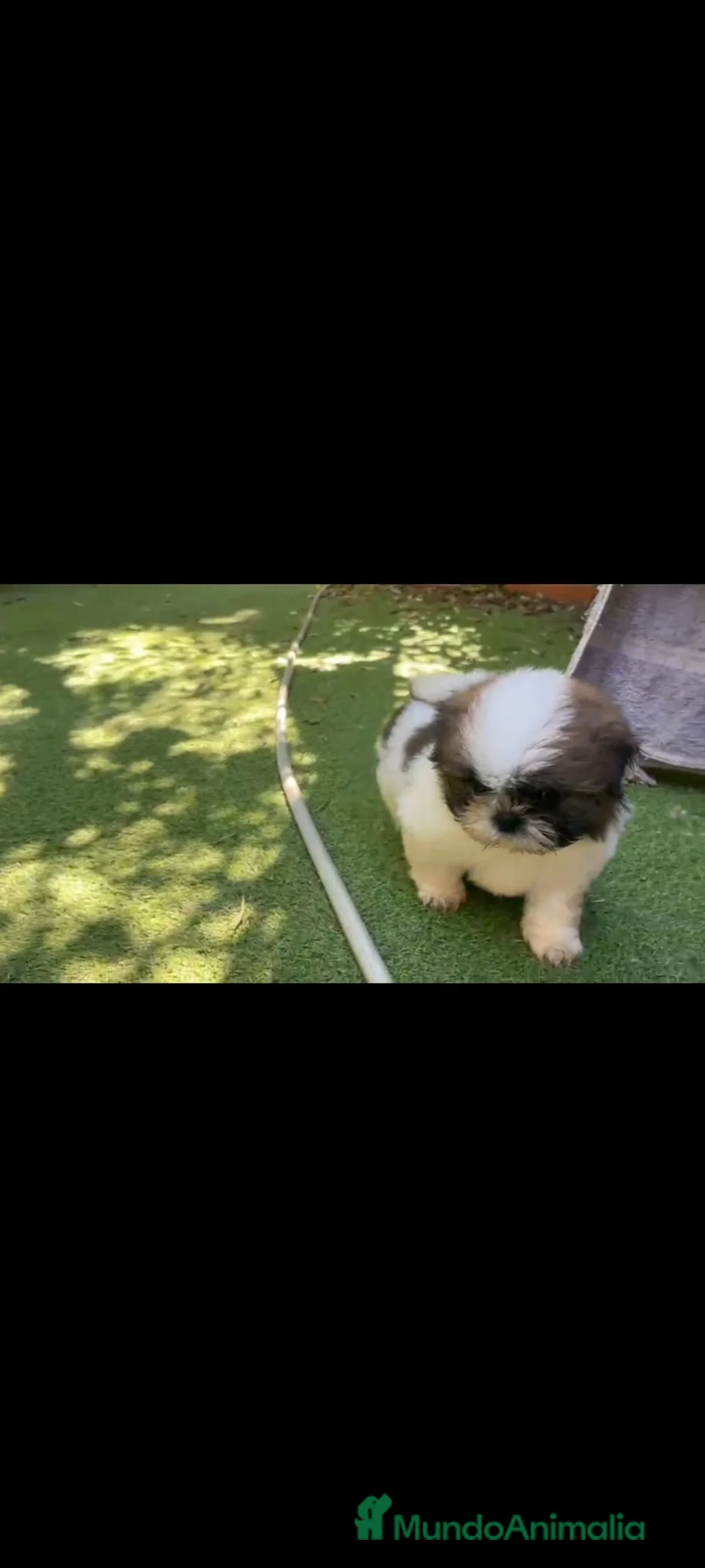 Shih Tzu perros en venta: SHIH TZU MACHO EXCLUSIVO. - Anuncio 2